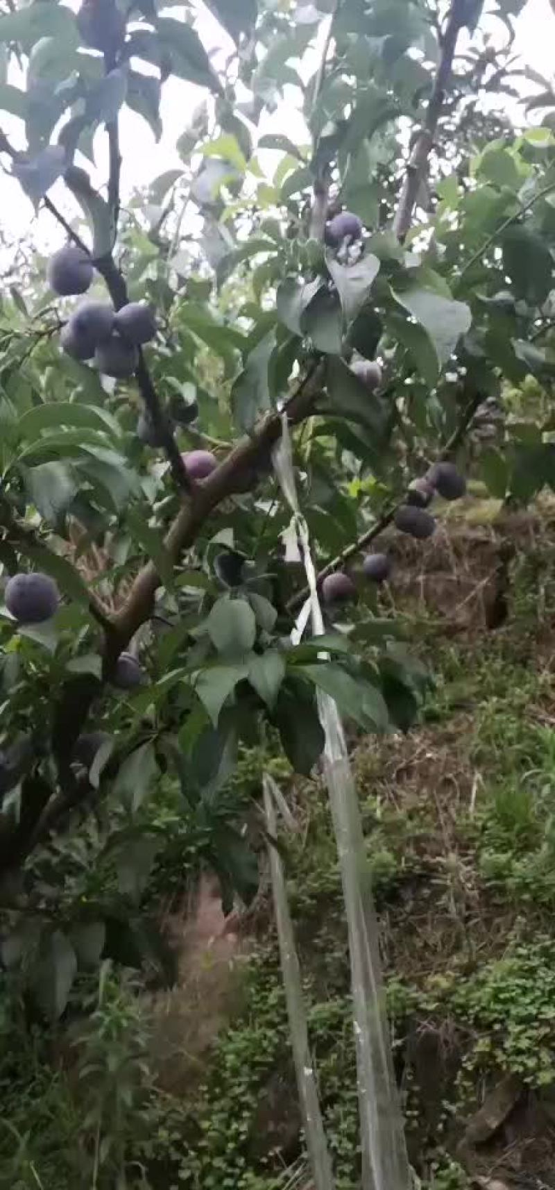 特级五月脆