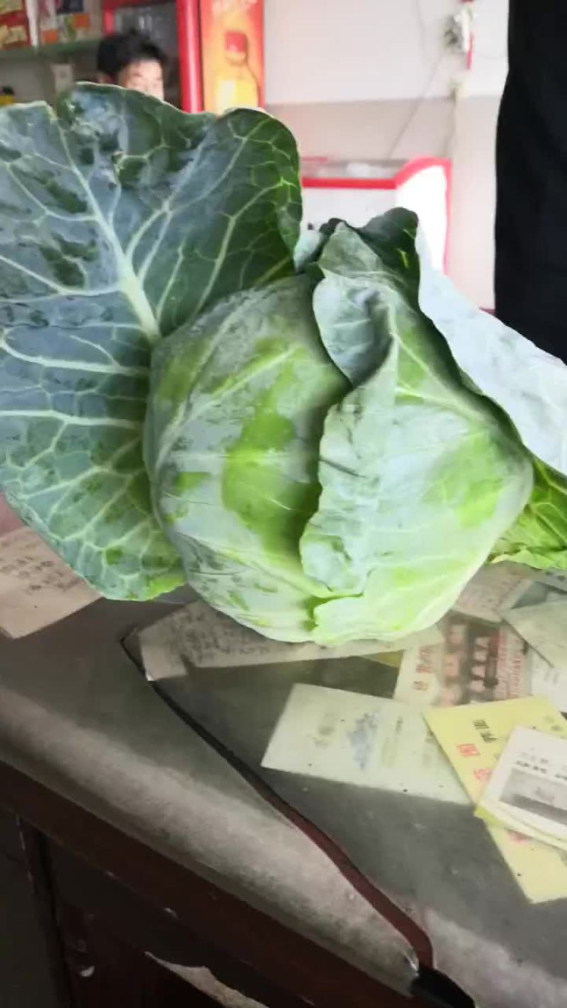 甘蓝