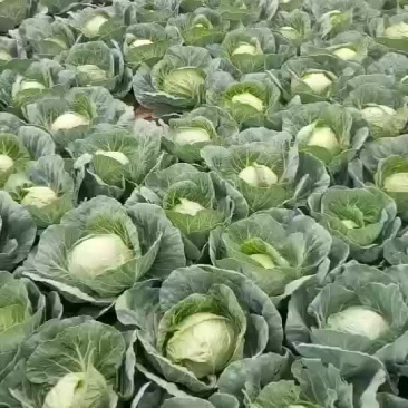 甘蓝