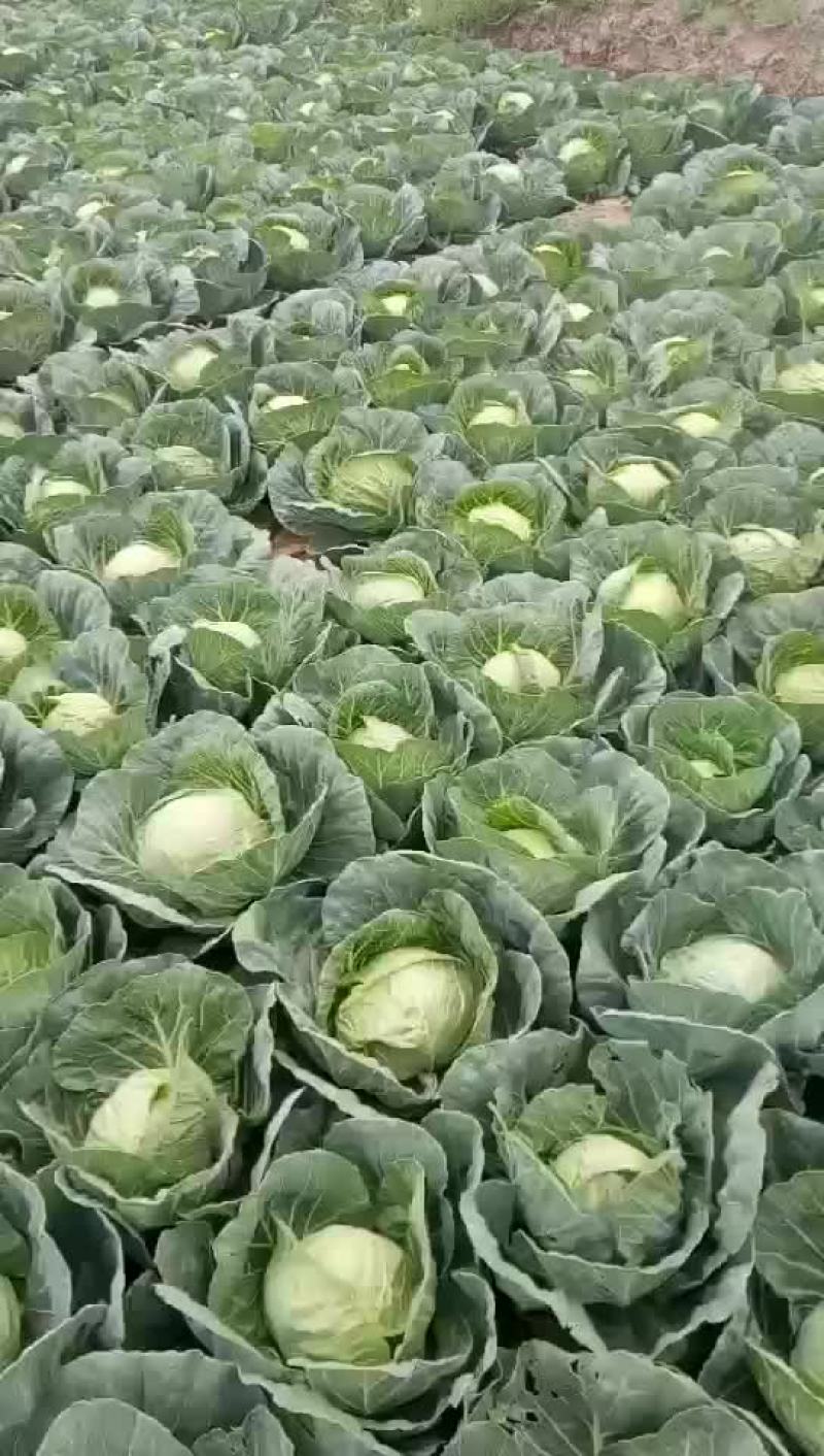 甘蓝