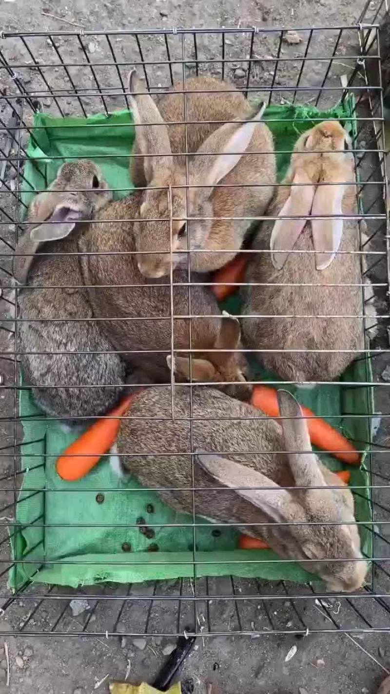 动物类种兔
