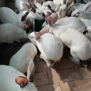 动物类种兔