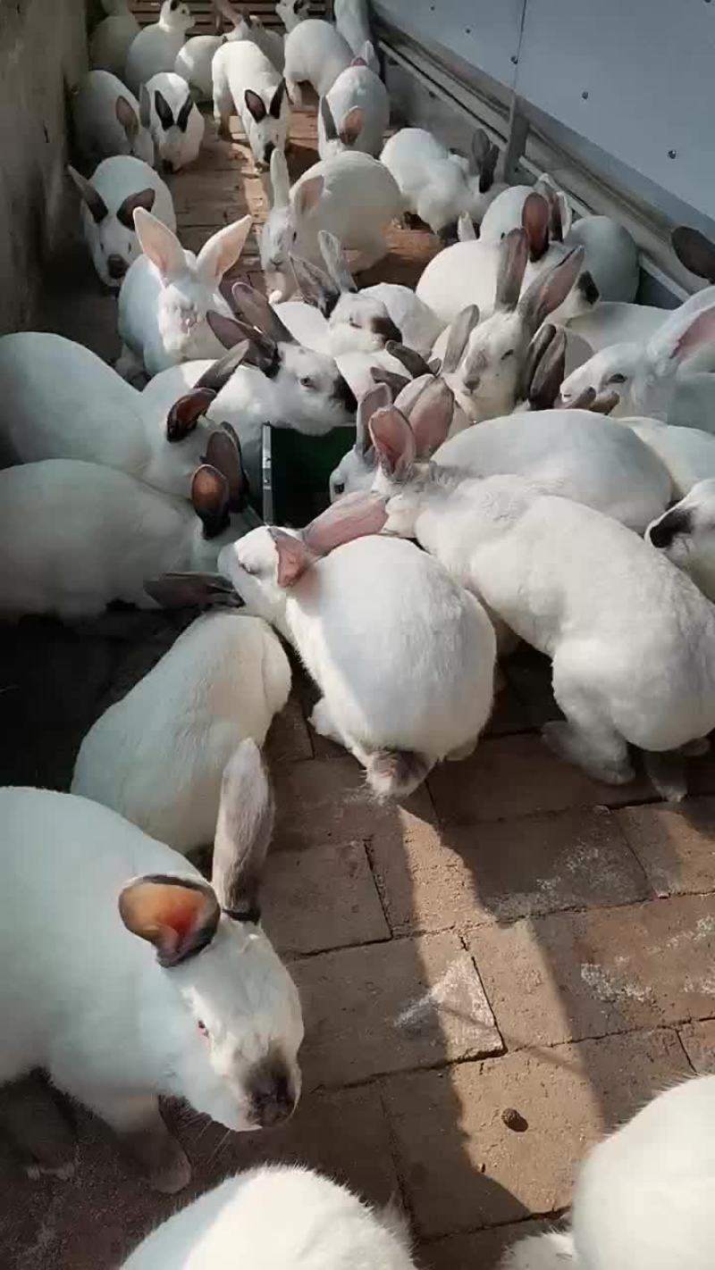 动物类种兔