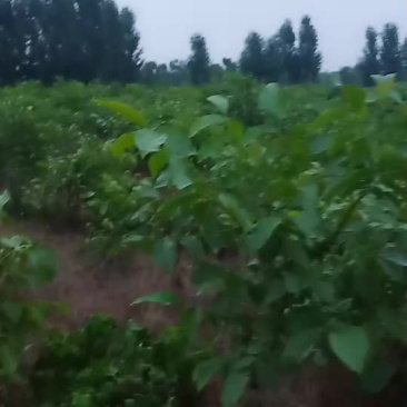 核桃苗