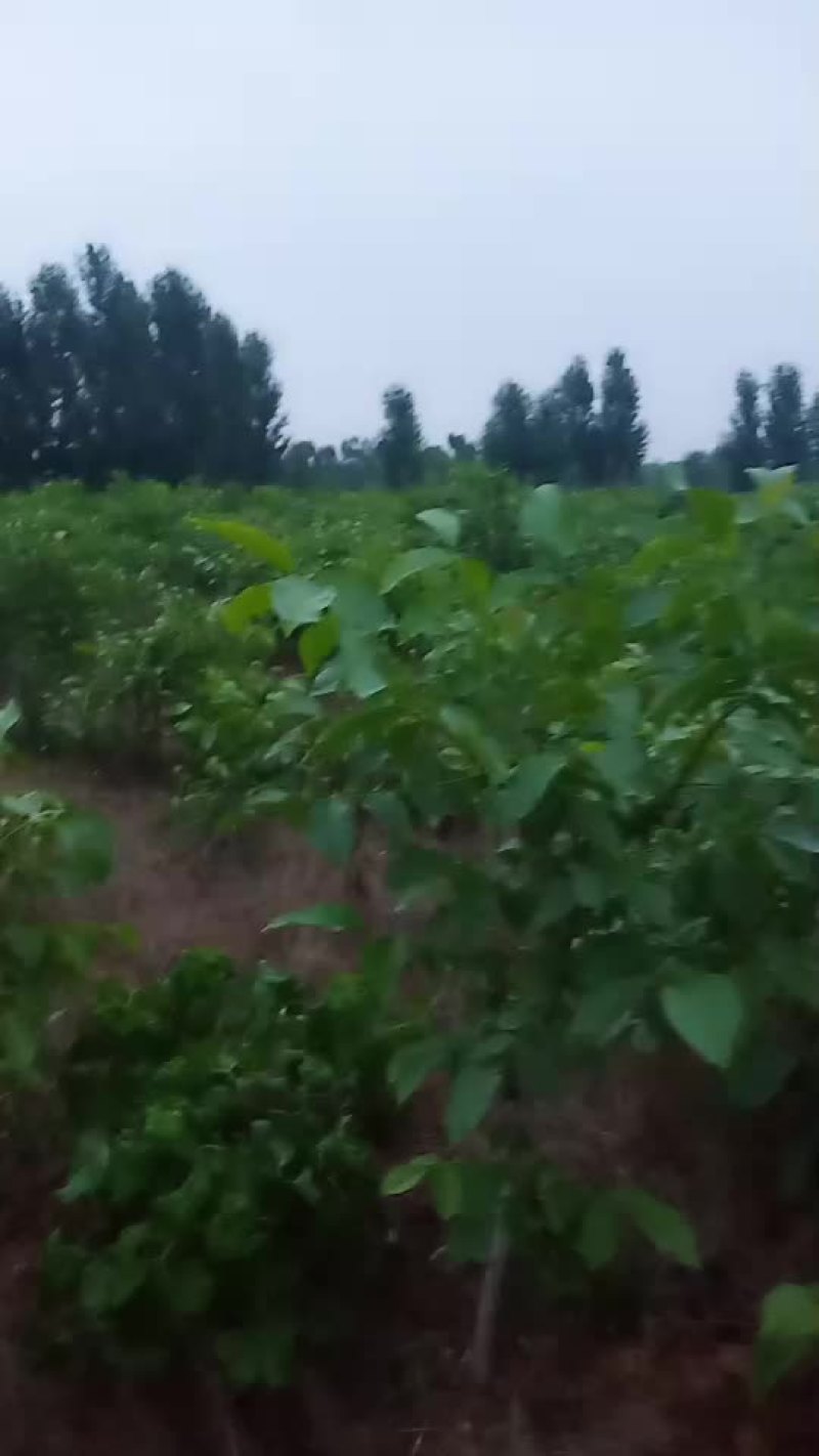 核桃苗