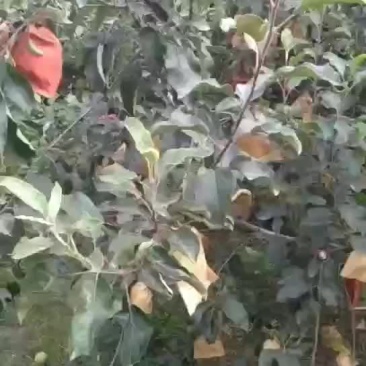 早熟华硕苹果