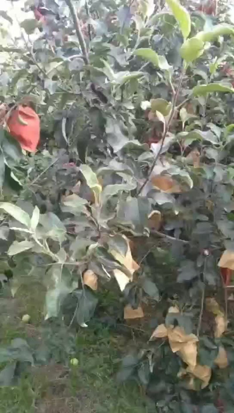 早熟华硕苹果