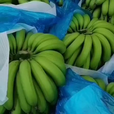 香蕉。大蕉。