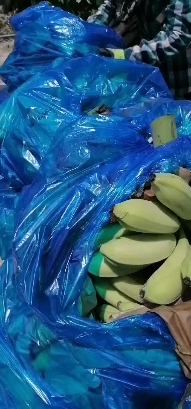 香蕉。大蕉。