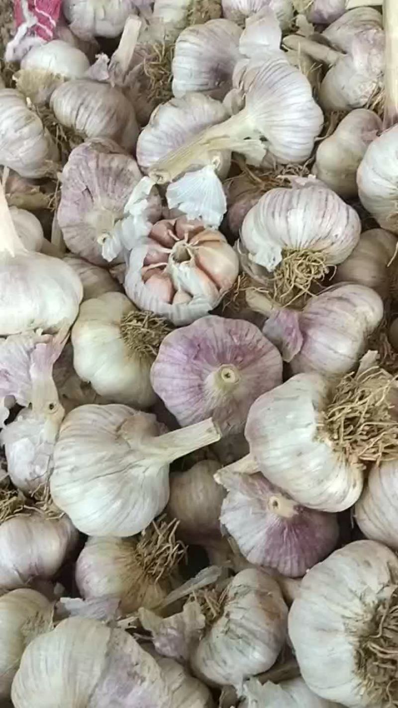 大名蒜种
