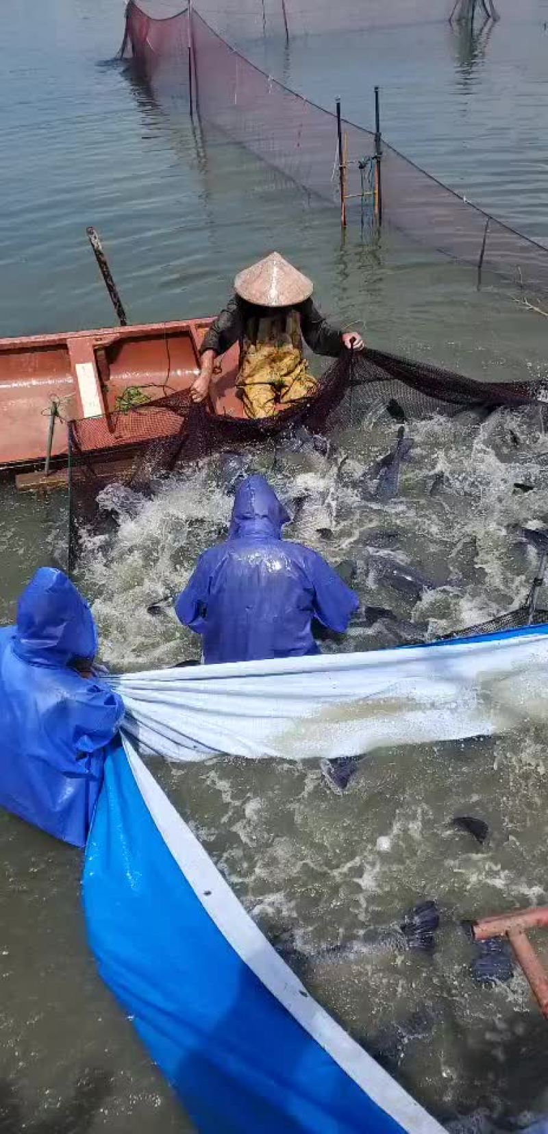 青鱼