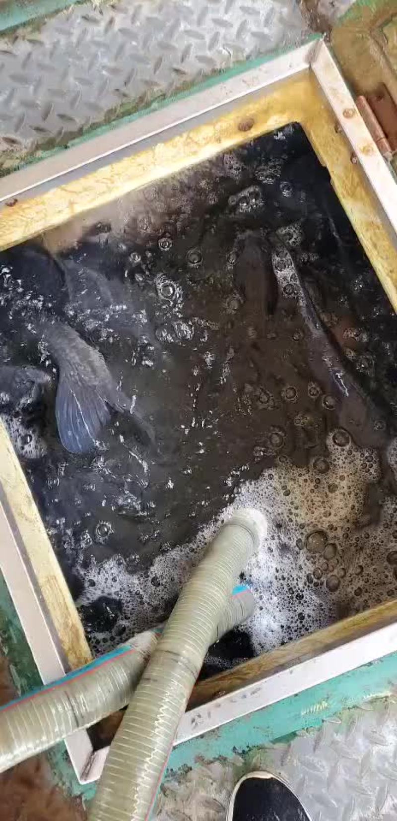 青鱼
