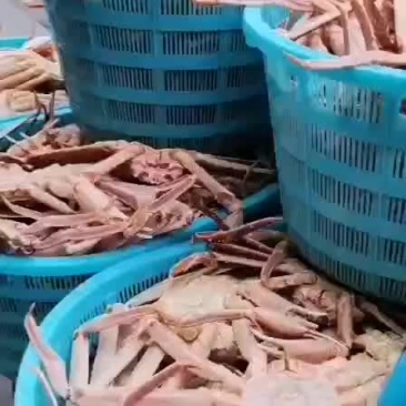 特价鲜活好吃的板蟹长脚蟹