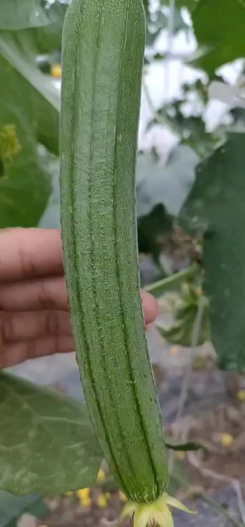 精品二茬丝瓜，有需要的可以联系我