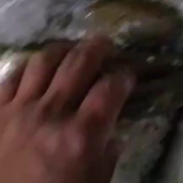 黄尾鱼