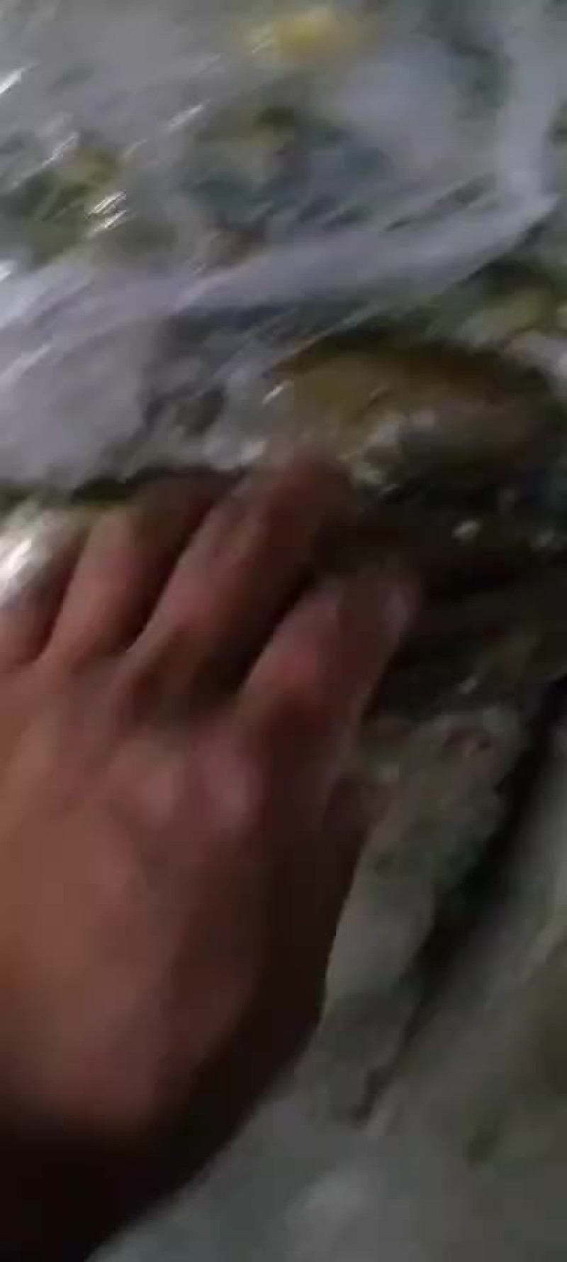 黄尾鱼