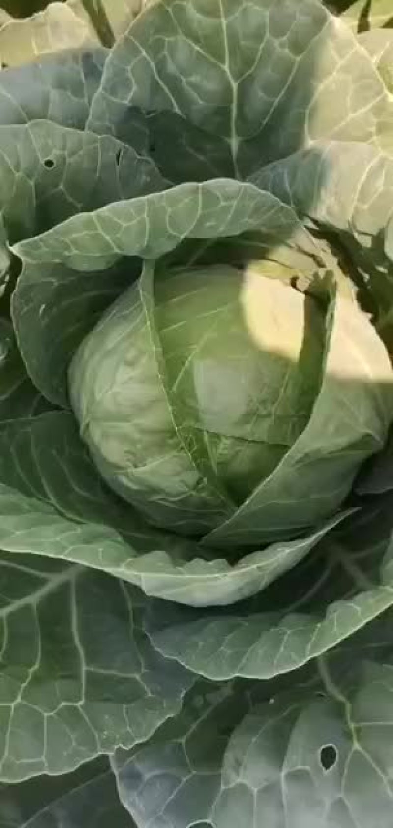 现货