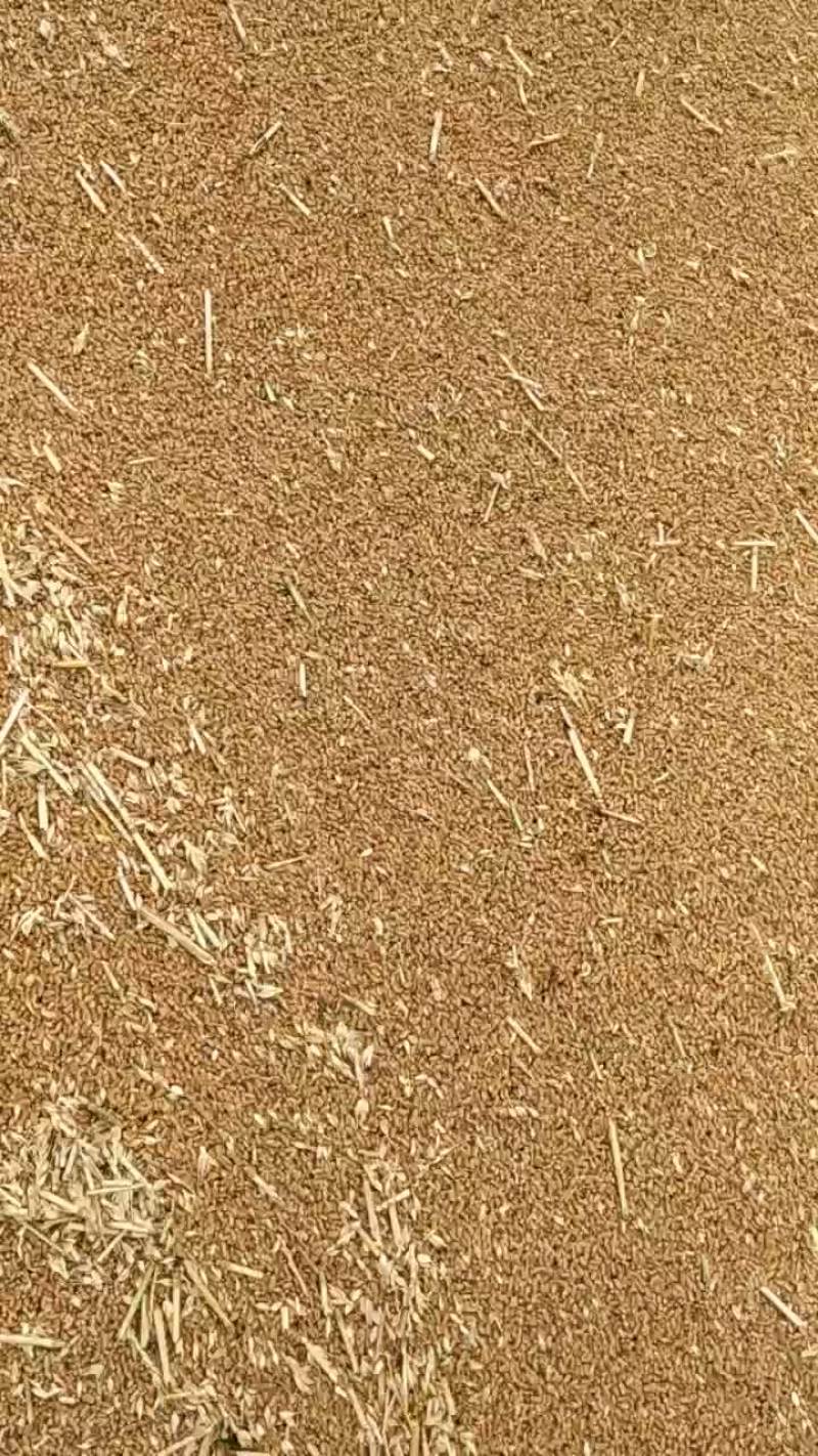 小麦