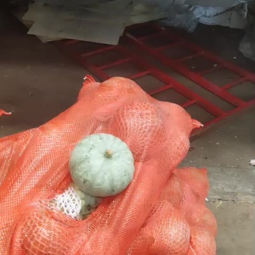 银栗板栗南瓜