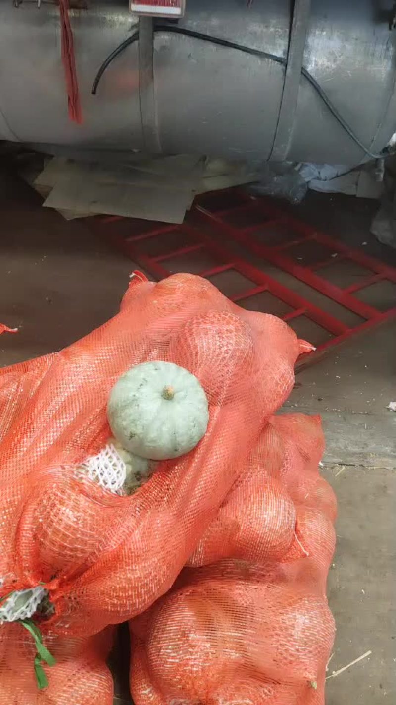 银栗板栗南瓜