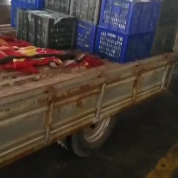 通货丝瓜