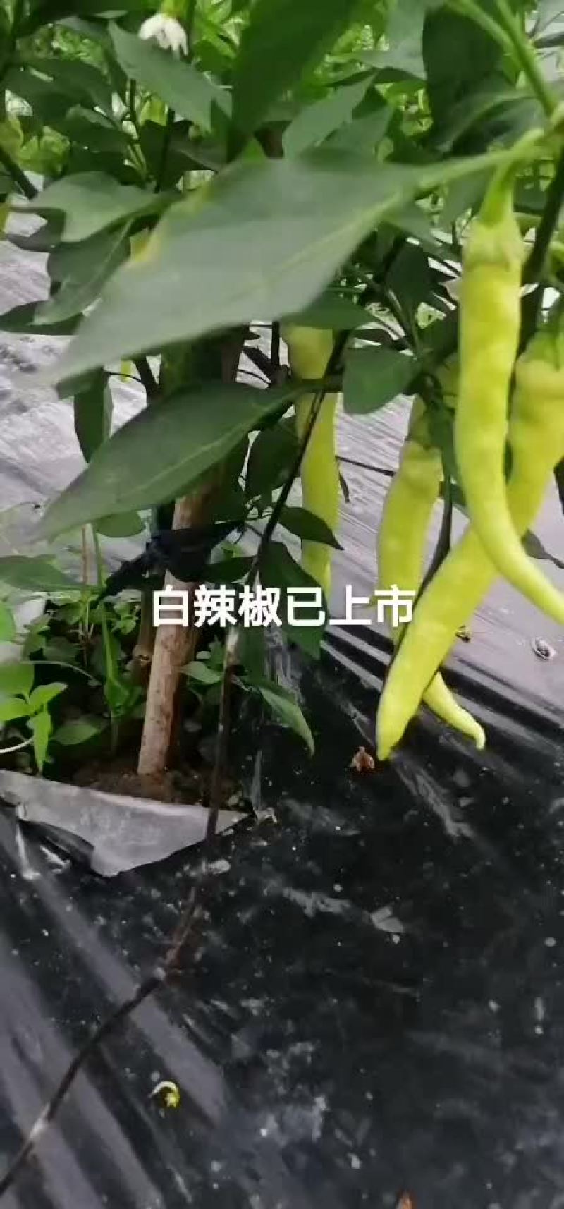 通货丝瓜