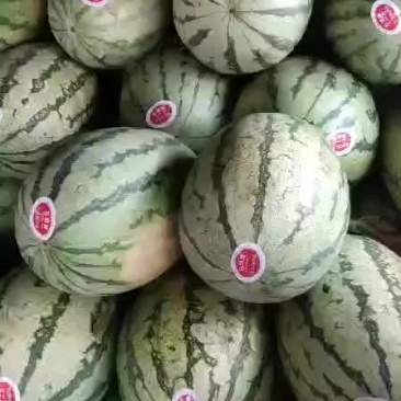 金城五号