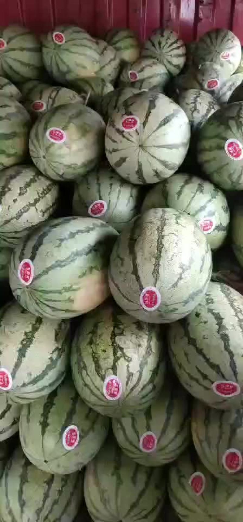 金城五号