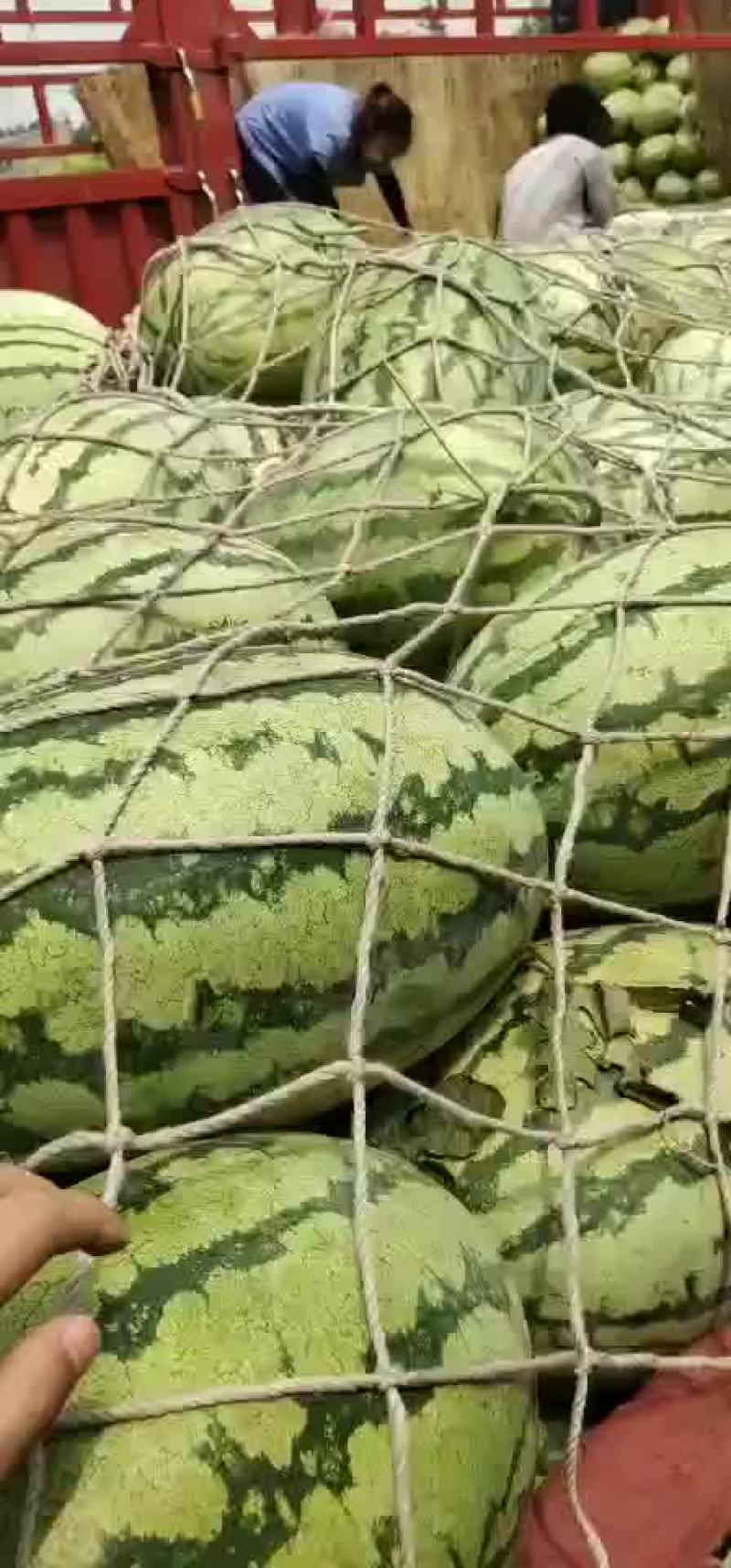 金城五号