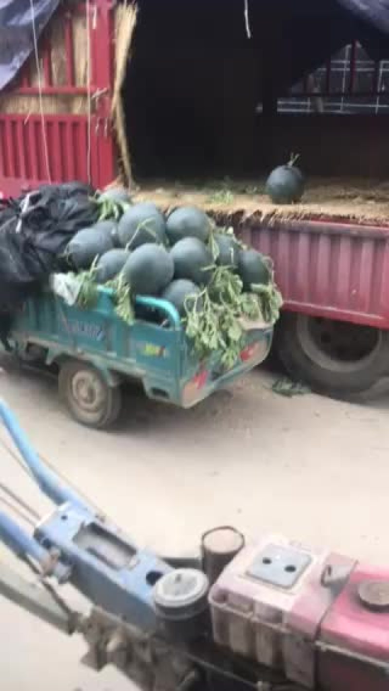 中牟西瓜