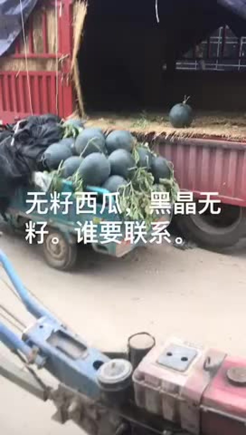 中牟西瓜