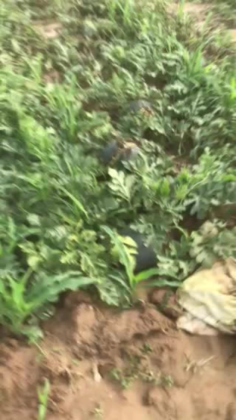 中牟西瓜