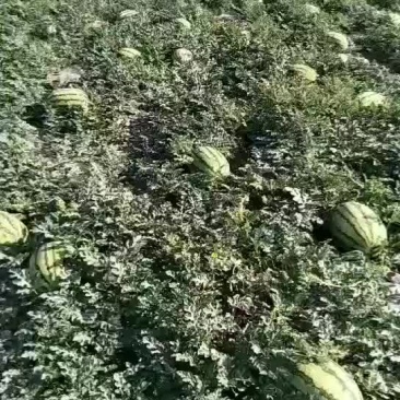 宁夏硒砂瓜