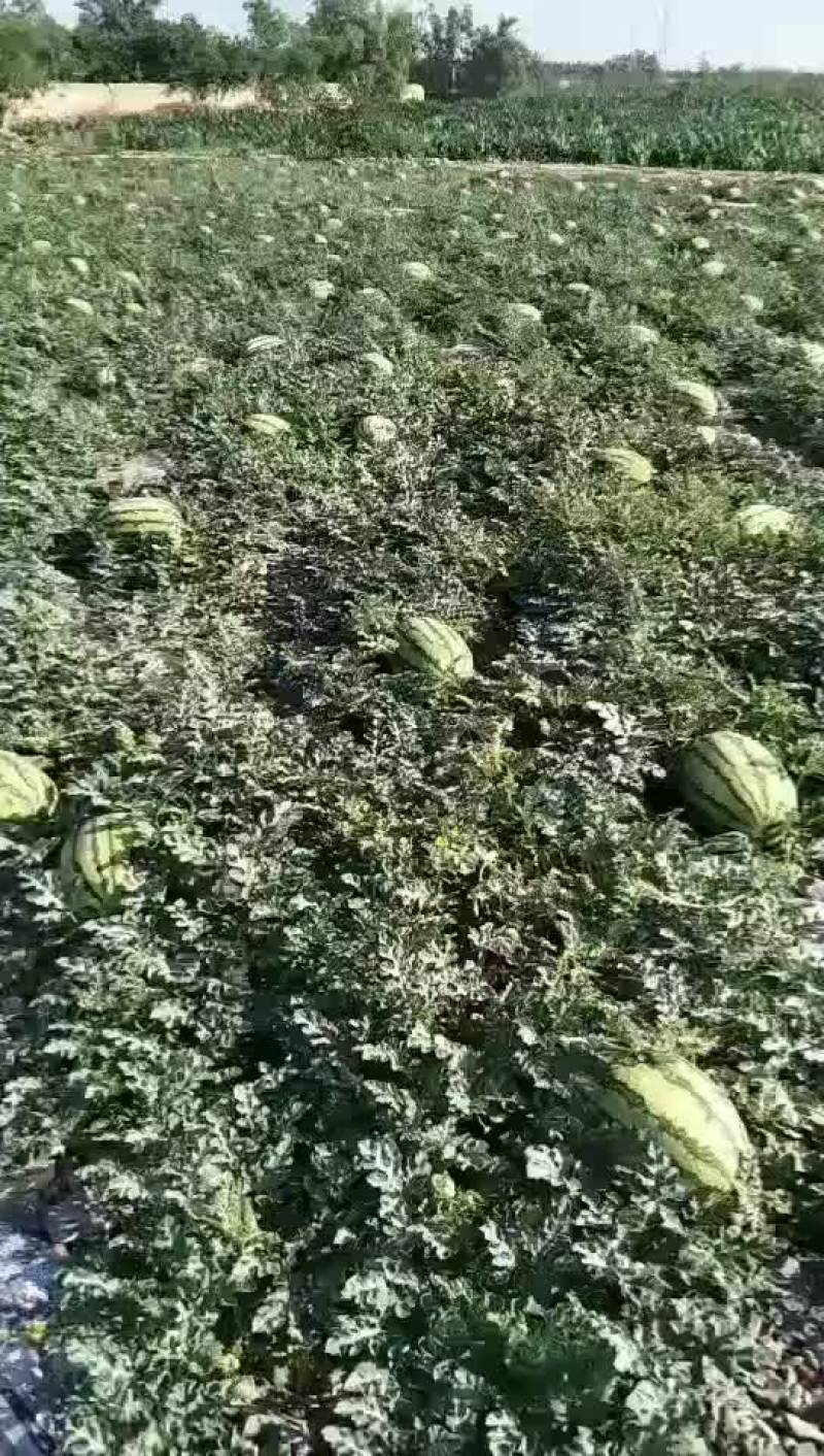 宁夏硒砂瓜