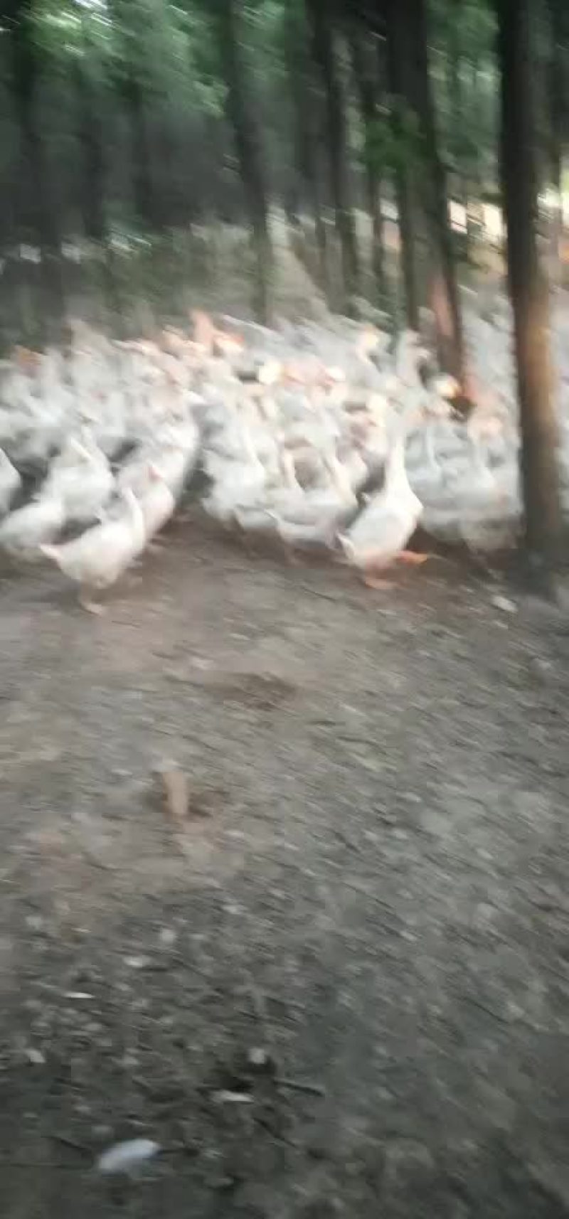 鹅