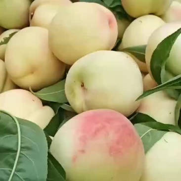 新鲜脱骨桃子60-4