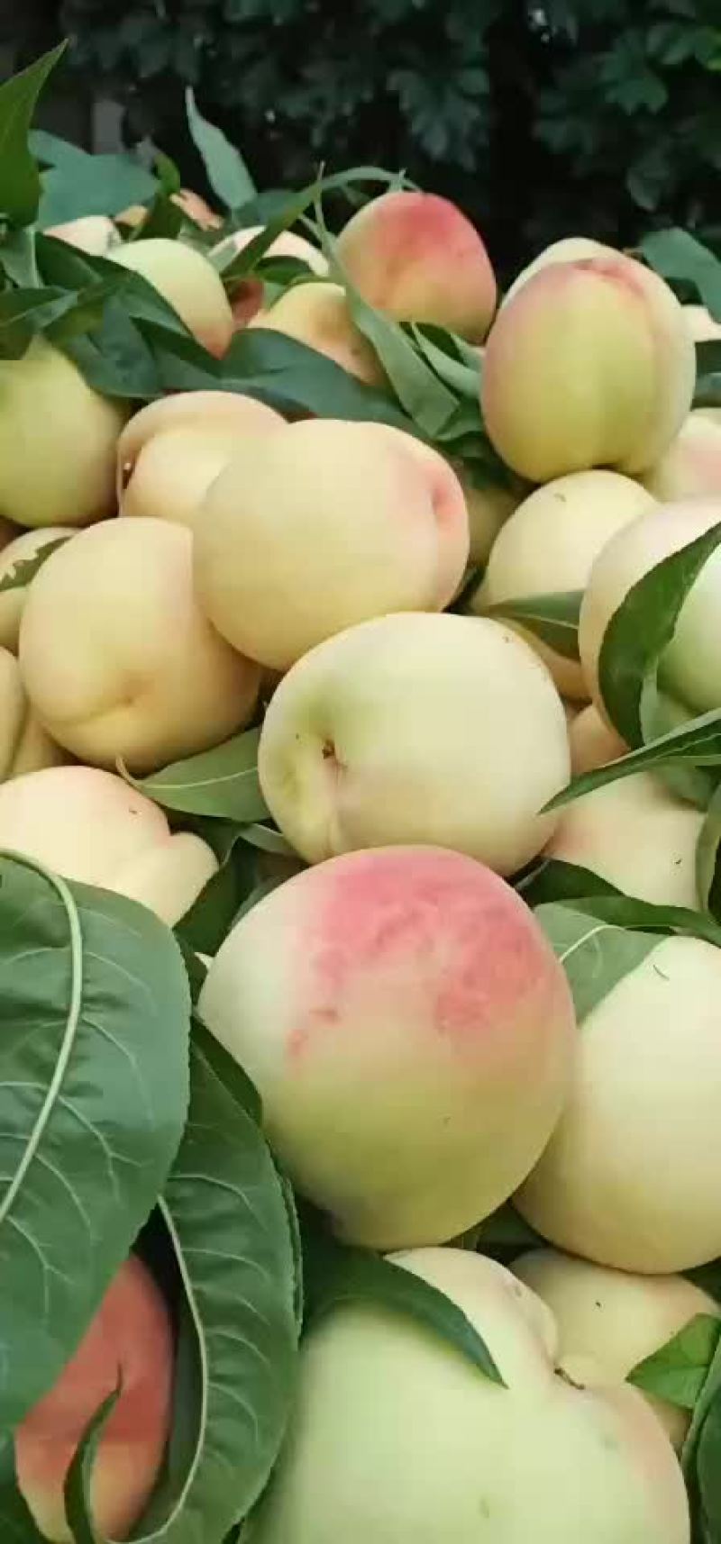 新鲜脱骨桃子60-4