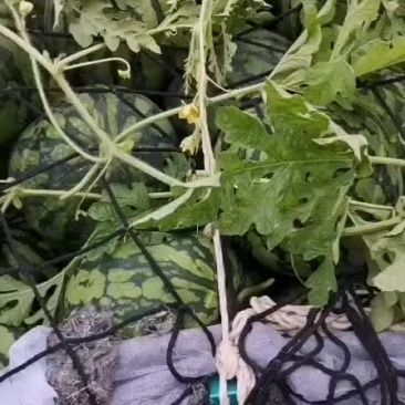 西瓜大量上市龙卷风，二毛左右。