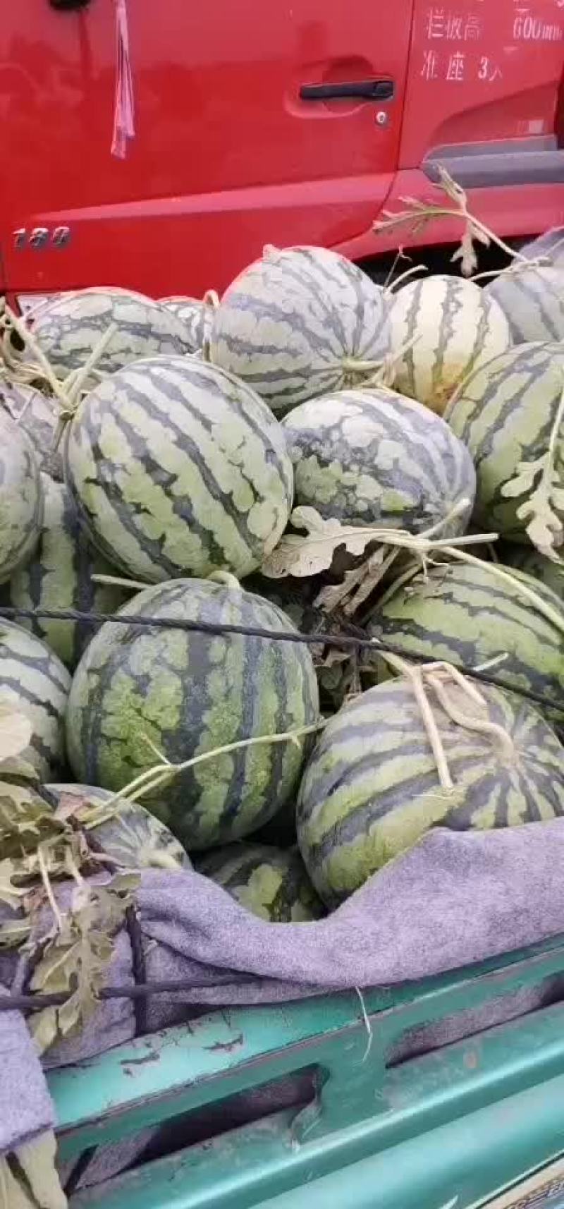 西瓜大量上市龙卷风，二毛左右。