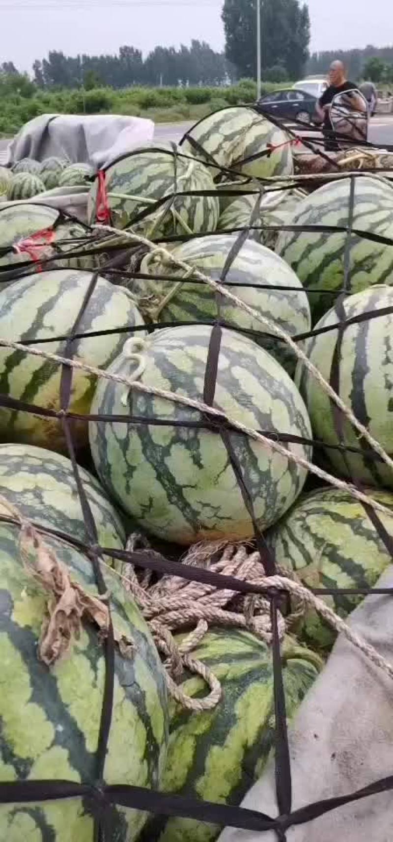 西瓜大量上市龙卷风，二毛左右。