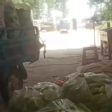 圆椒