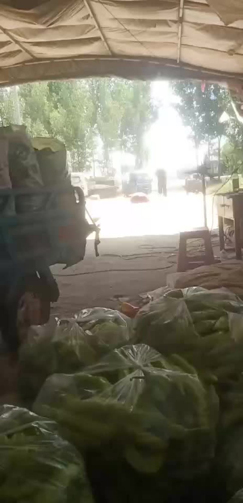 圆椒