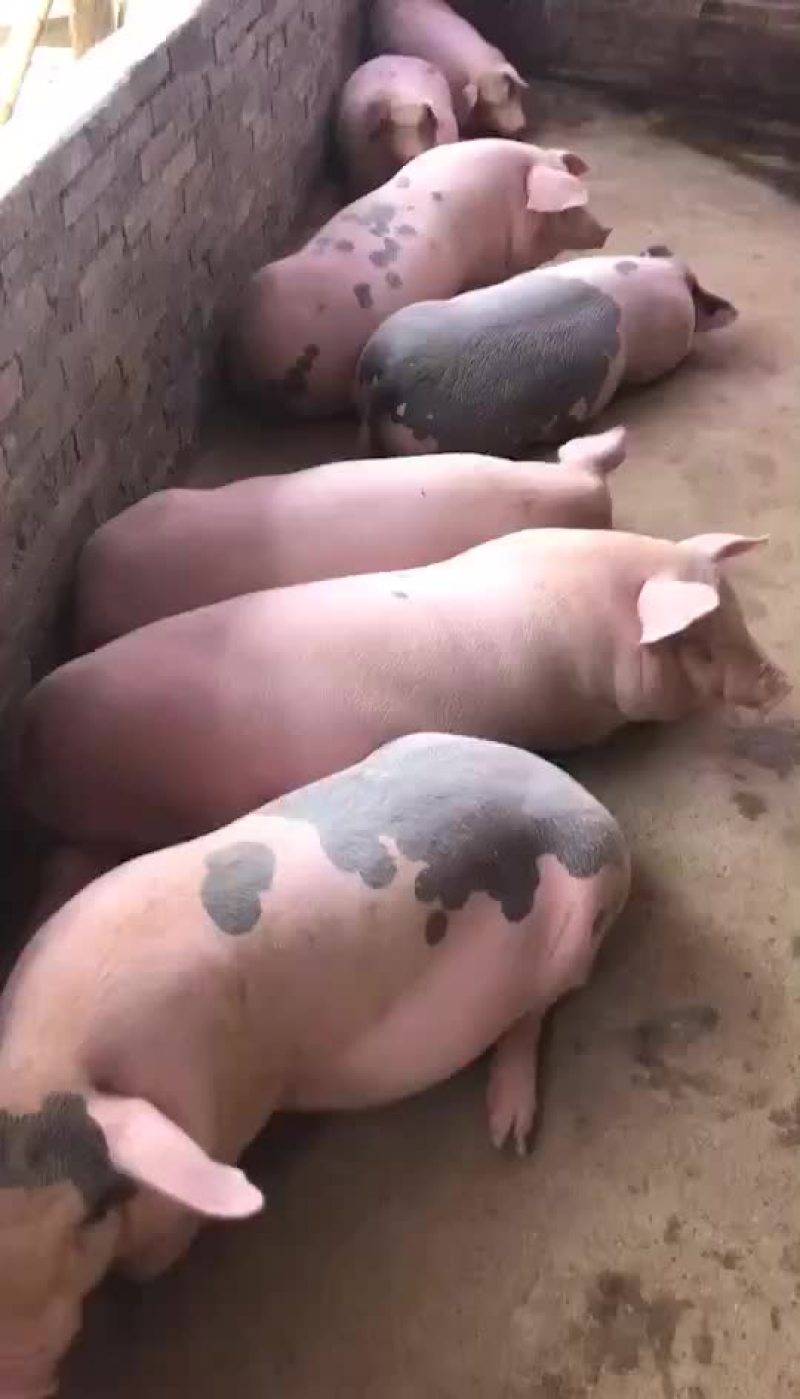 猪女