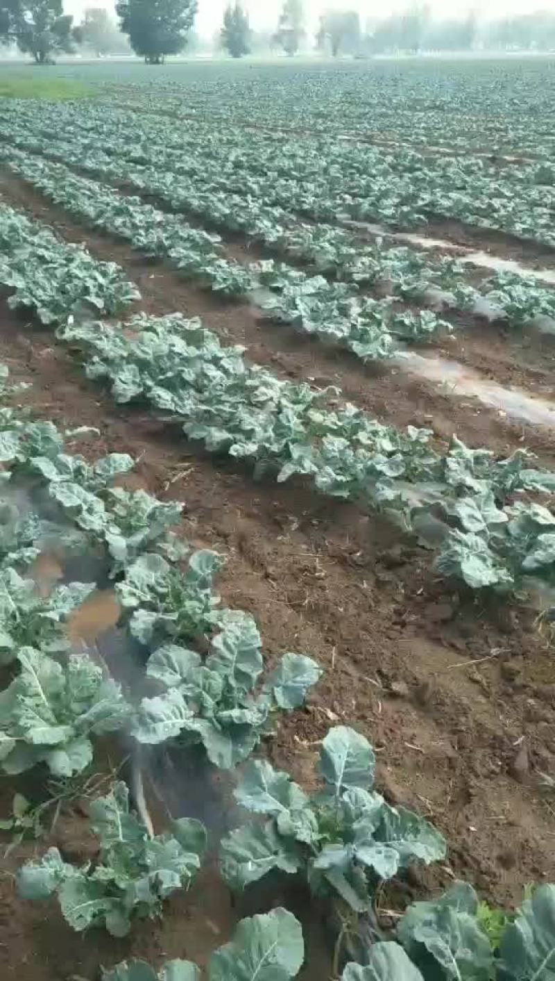 农村大红公鸡肉滋补品