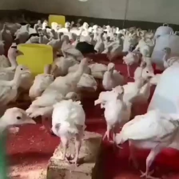 脱温尼古拉