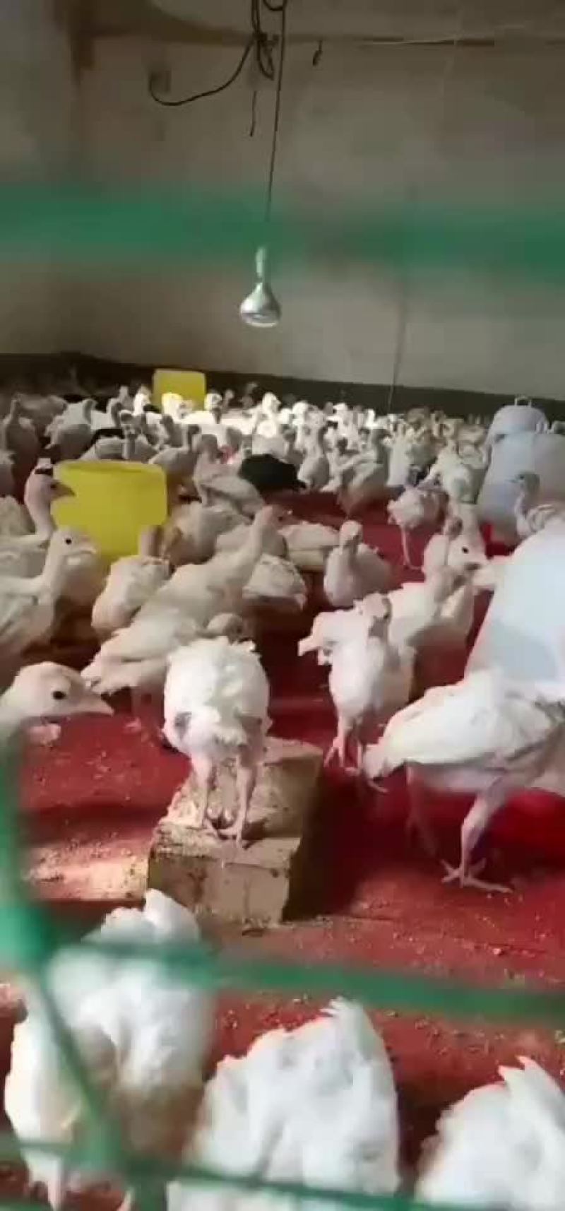 脱温尼古拉