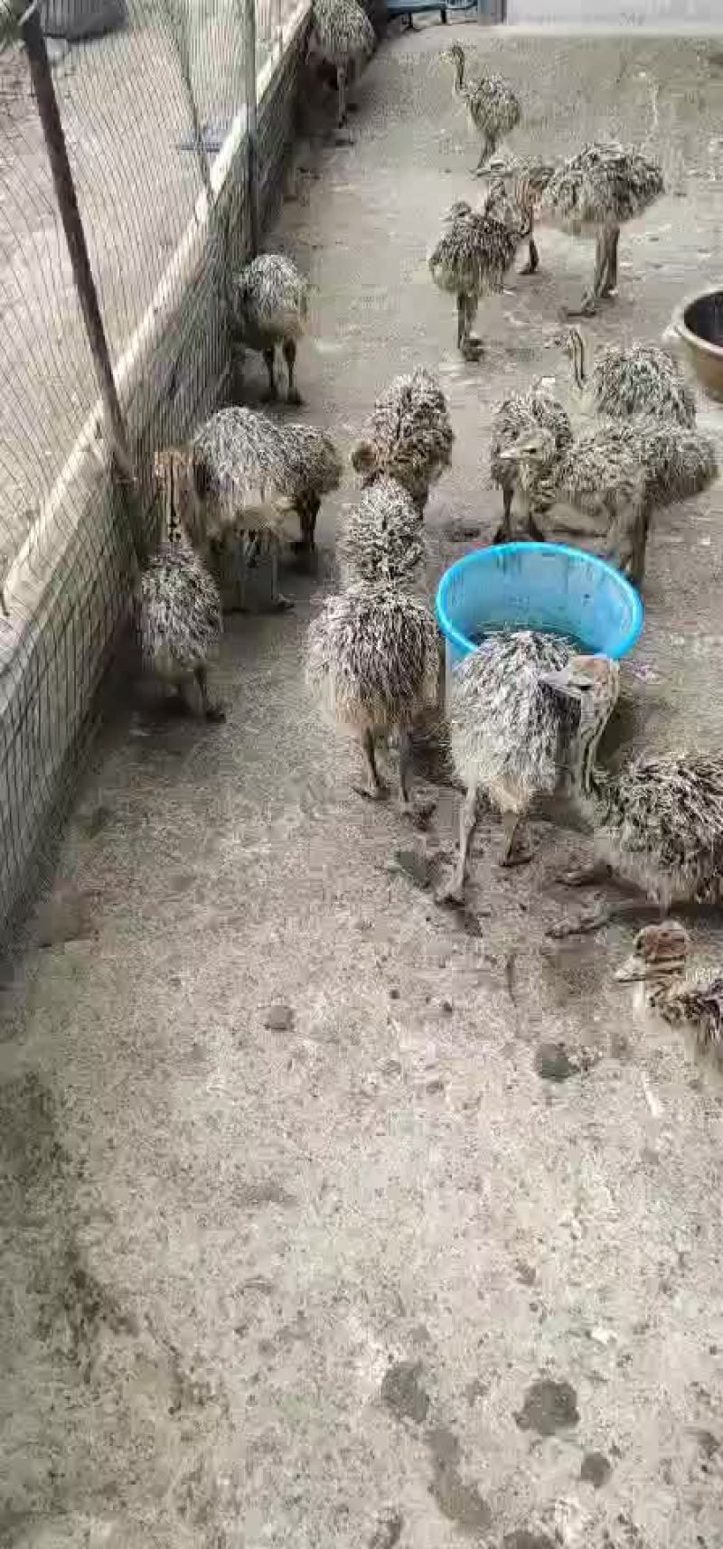 脱温尼古拉