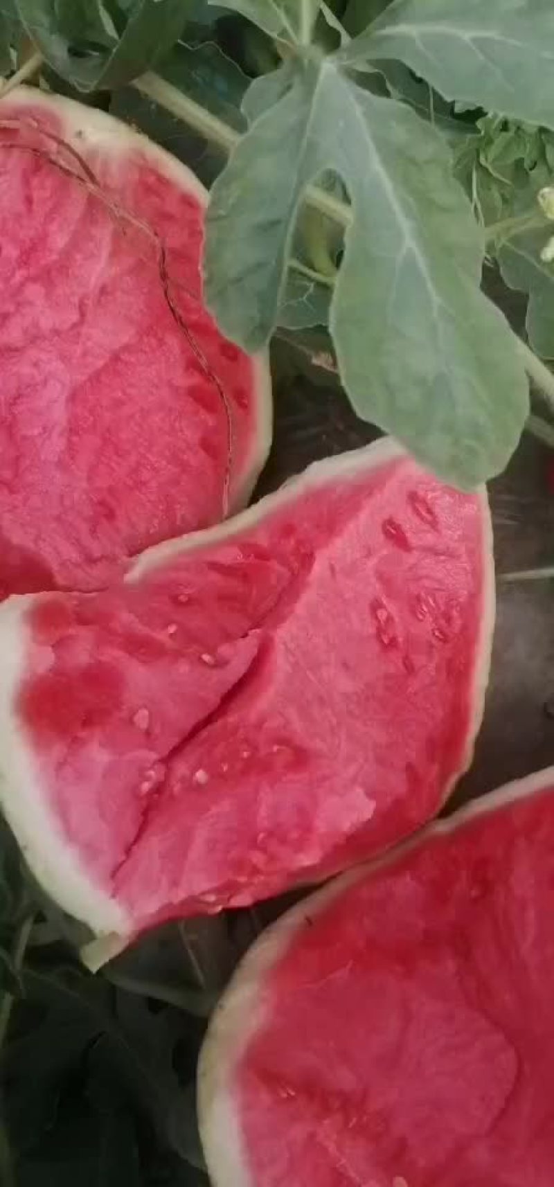 无籽麒麒瓜，美都