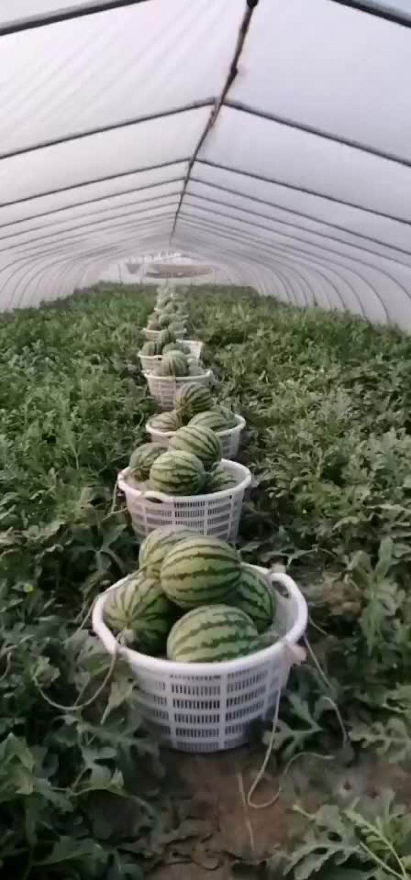 无籽麒麒瓜，美都