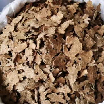 苍术